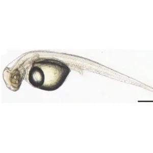 alevin perche avec sac vitellin