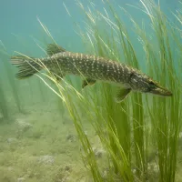 croissance du brochet