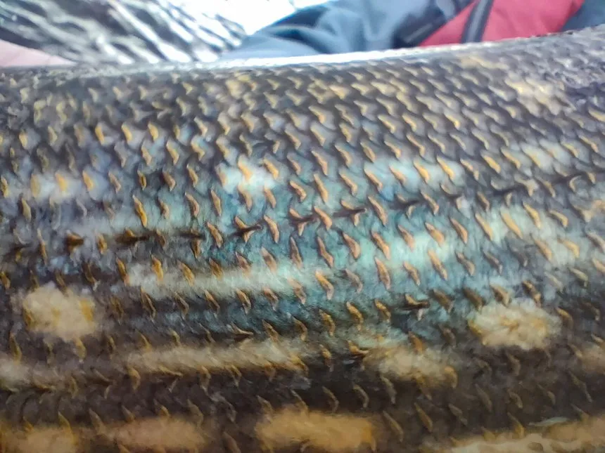 ligne latérale et pores_céphaliques