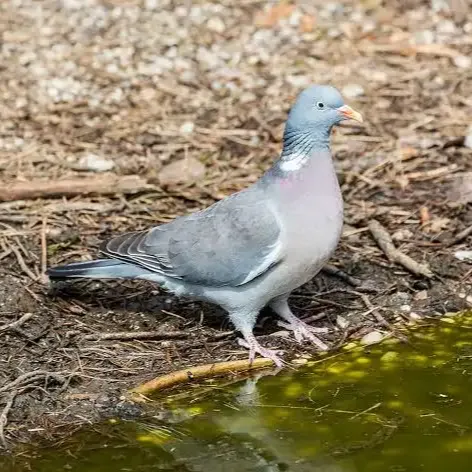 pigeon