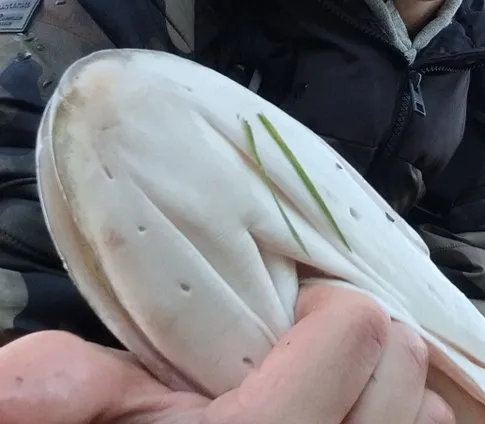 ligne latérale et pores_céphaliques