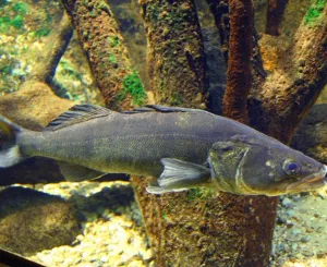 forme du corps du sandre